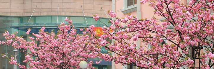 复旦大学附属眼耳鼻喉科医院（上海市五官科医院）
